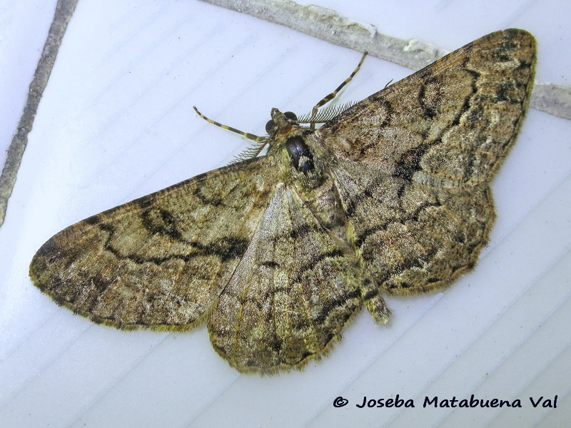 Peribatodes rhomboidaria - Geometridae ?